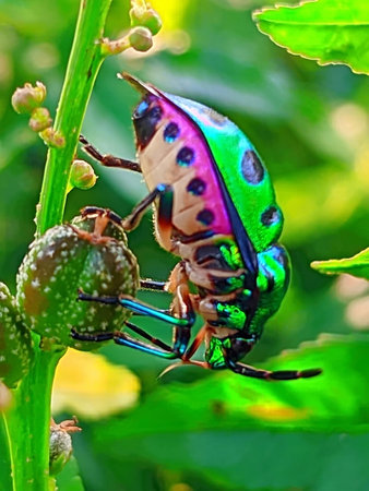 A closeup shot of a bug on a green plant with blurred background