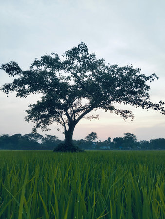 Tree in the rice field with cloudy sky background,Silhouette