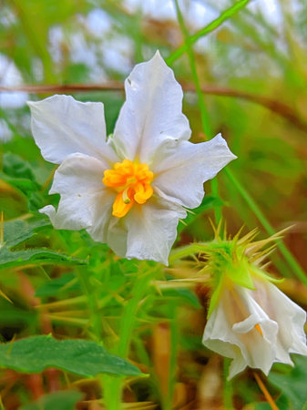 Flowering potato plant in the field, closeup of photo