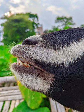 Close up of a goat's head in the farm, Bangladesh.の写真素材