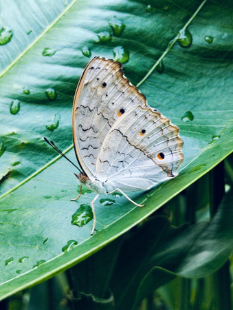 junonia atlites butterflies perched on the green leaf