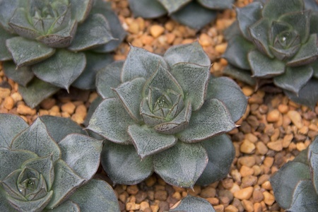 Echeveria purpusorum A Berger ,CRASSULACEAEの写真素材