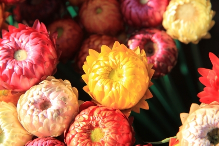 Flowerの写真素材