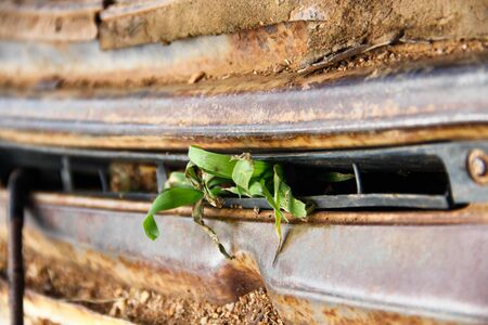 grass in old truckの写真素材