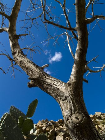 Sunny summer day, blue sky white clouds, big treeの写真素材
