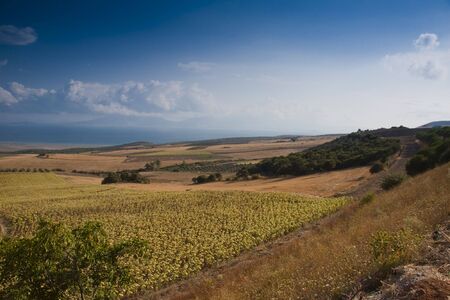 in background sea. Sunflowers field in Turkey.の写真素材