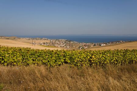 Sunflowers in background small village and sea in Greeceの写真素材