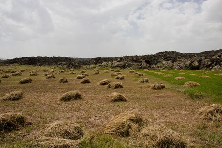 A lot of hay stack on the meadow in Turkeyの写真素材