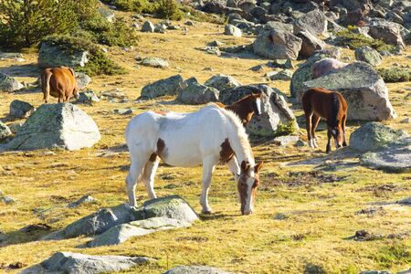 Horses in Pyrenees mountain. Summer sunny day. Andorraの写真素材