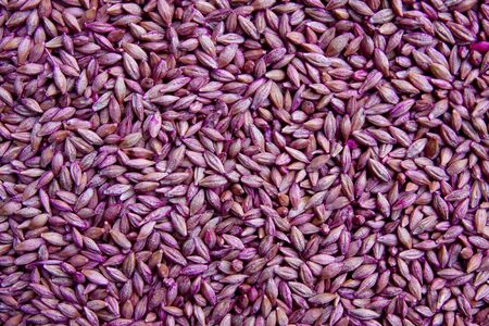 Background of dry  seedsの写真素材