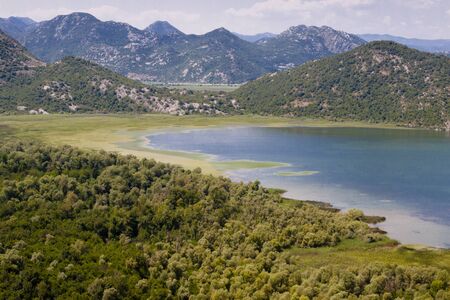 Green beauty swamp on Skadarsko lake in Montenegro.の写真素材