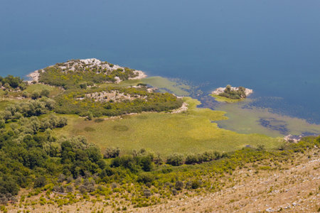 Green swamp, Skadarsko beauty lake in Montenegro, Balkansの写真素材