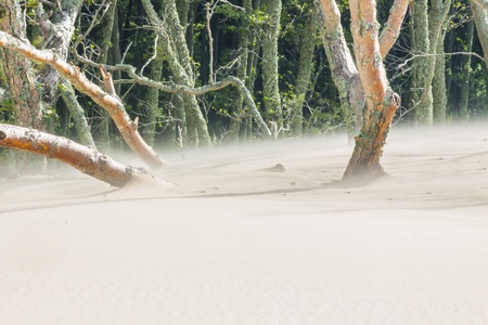View on dead forest and movement dunes in Leba, National Park - Poland.の写真素材