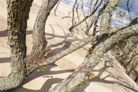 Poland, Leba - north part of country - National Park. View on sandy dunes.の写真素材