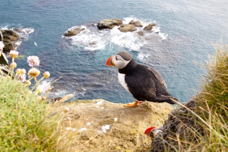 Latrabjarg - Iceland. Puffin on the rock.の写真素材