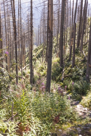View on dead forest in Tatra mountains - Poland, Europe.の写真素材