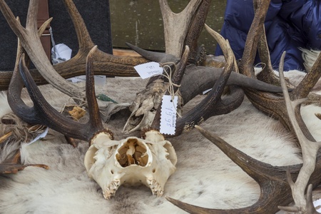 Antlers of reindeers on street market in village Schokland (Street party - Scandinavian day), Holland.の写真素材