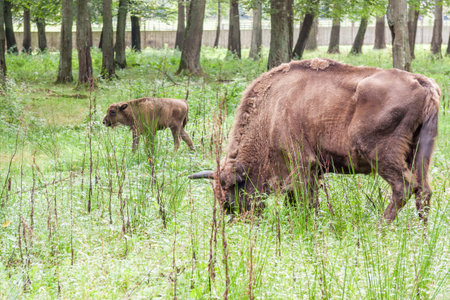 Aurochs in Bialowieski National Park - Poland.