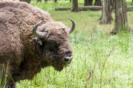 Aurochs in Bialowieski National Park - Poland.の写真素材