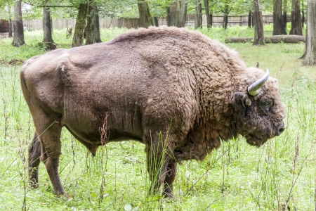 Aurochs in Bialowieski National Park - Poland.の写真素材