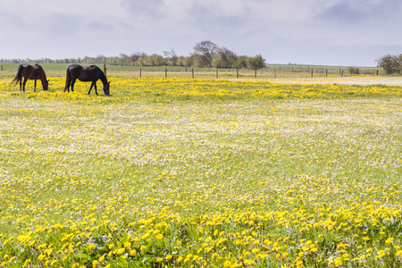 Horses on green pasture in Denmark, Europe.の写真素材