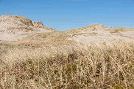 Dunes on Holmsland Klit near 181 route and Ringkobing Fjord - Denmark, Europe.