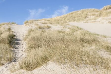Dunes on Holmsland Klit near 181 route and Ringkobing Fjord - Denmark, Europe.の写真素材