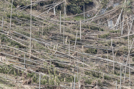 The broken trees after powerful hurricane - Poland.の写真素材