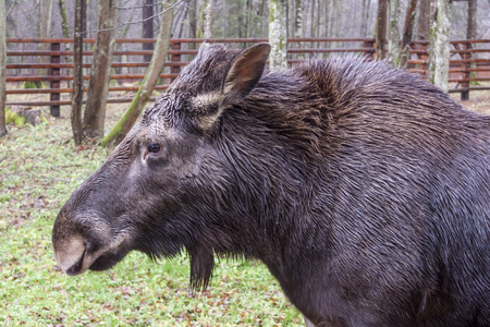 View on moose in Bialowieski National Park.の写真素材