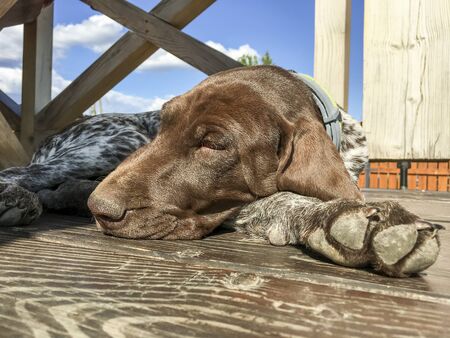 Young puppy dog - breed German Shorthaired Pointerの写真素材
