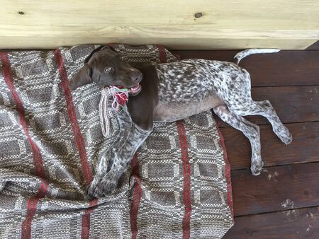 Young puppy dog with rope toy - breed German Shorthaired Pointerの写真素材