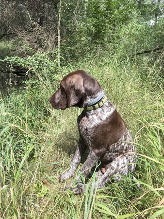 Puppy dog  breed German Shorthaired Pointer in the woods.の写真素材