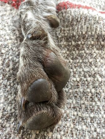 Leg detail of dog breed German Shorthaired Pointer.の写真素材