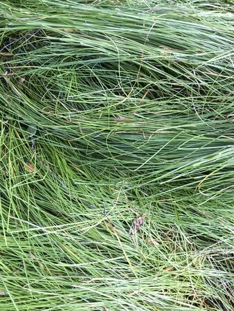 Green natural background, green plants.の写真素材