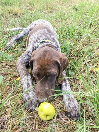 Puppy dog  breed German Shorthaired Pointer in the woods.の写真素材