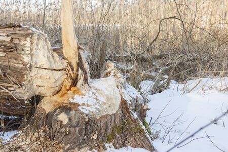 Big tree cut by beavers in Poland.の写真素材