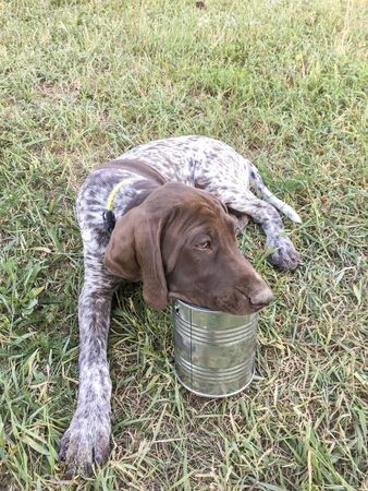 Young puppy dog with metal can - breed German Shorthaired Pointerの写真素材