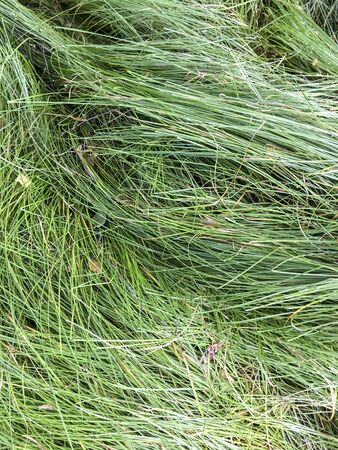 Green natural background, green plants.の写真素材
