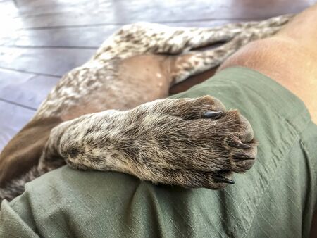 Leg of  young puppy dog - breed German Shorthaired Pointerの写真素材
