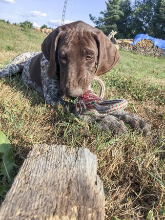 Puppy dog  breed German Shorthaired Pointer on the grass with toy.の写真素材