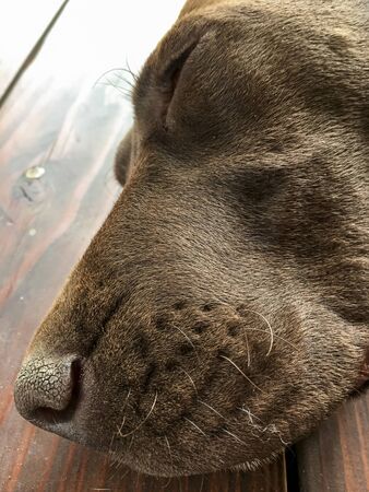 Head of young puppy dog - breed German Shorthaired Pointerの写真素材