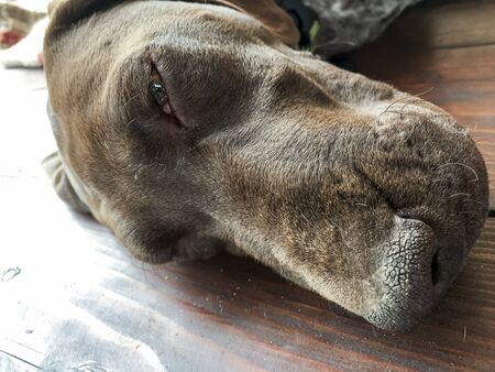Head of young puppy dog - breed German Shorthaired Pointerの写真素材
