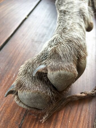 Leg detail of dog breed German Shorthaired Pointer.の写真素材