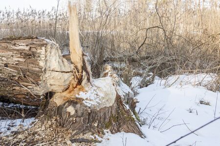 Big tree cut by beavers in Poland.の写真素材