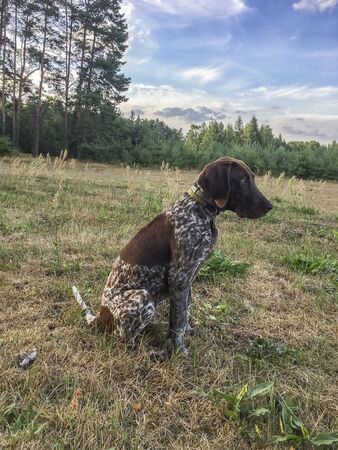 Puppy dog  breed German Shorthaired Pointer in the woods.の写真素材