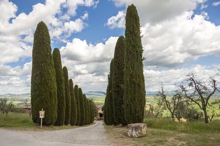 Cypress alley in Toscany, Italy.の写真素材