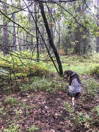 Puppy dog  breed German Shorthaired Pointer in the forest.の写真素材