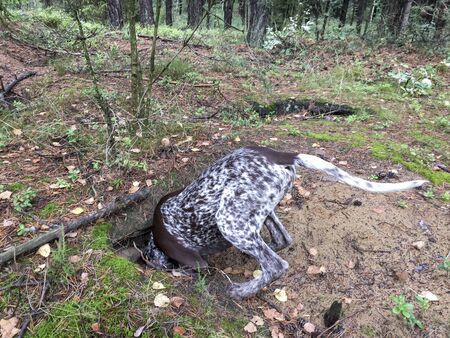 Puppy dog  breed German Shorthaired Pointer in the forest.の写真素材