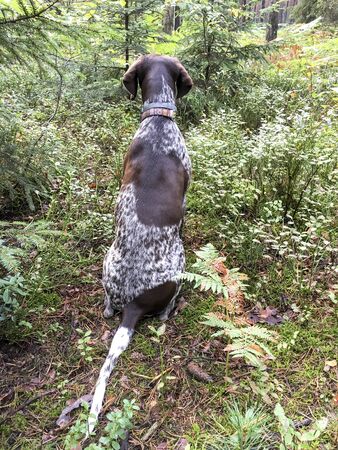 Puppy dog  breed German Shorthaired Pointer in the forest.の写真素材