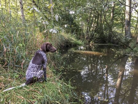 Puppy dog  breed German Shorthaired Pointer on the river coast.の写真素材